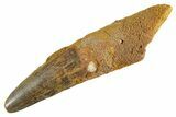 Fossil Spinosaurus Tooth - Real Dinosaur Tooth #347157-1